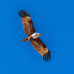 Naklejka premium A kite soars in the blue sky