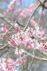 しだれ桜