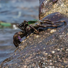 Sea crab on a wet rock
