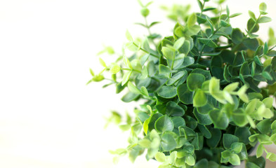 초록봄잎화분