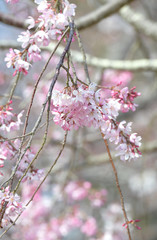 しだれ桜