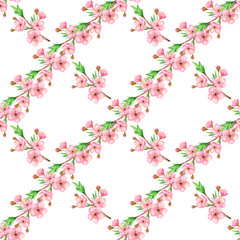 Watercolor seamless pattern of cherry blossoms on a white background. Hand-drawn illustration.