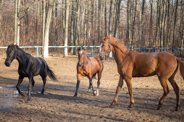 horses in motion