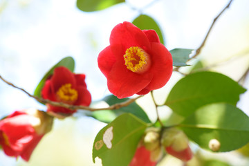 椿の赤い花が咲く