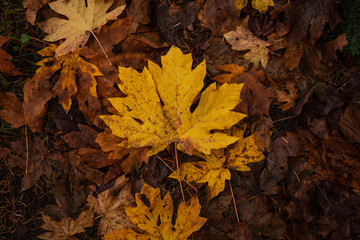 Fall Leaves Oregon