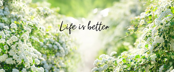 Life is better - inspiration quote on abstract floral background. white flowers, gentle nature...