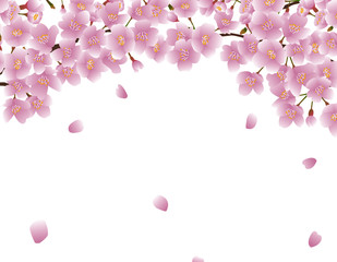 Cherry blossom spring background painted in vector