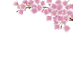 Cherry branch background painted in vector