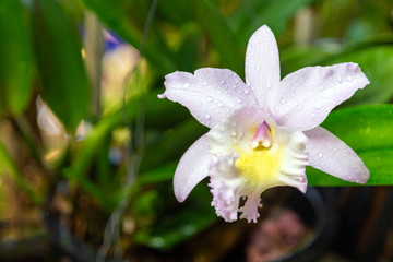 Fototapeta premium White Cattleya orchids flower with leaves with green nature background.