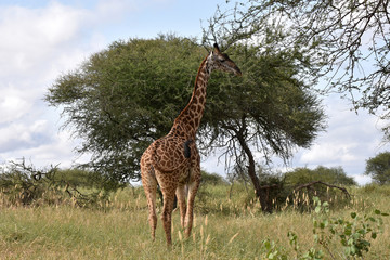 Naklejka na ściany i meble Giraffe in Tarangire National Park, Tanzania