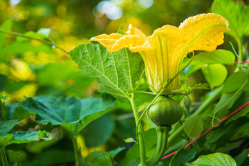 Close up pumpkin flower and leaves in garden at morning.