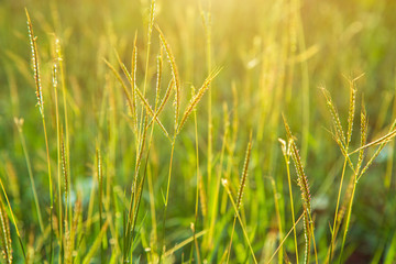 Swollen finger grass with blurred nature background under sunlight