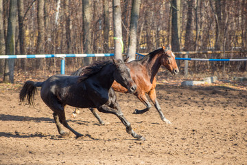 horses in motion