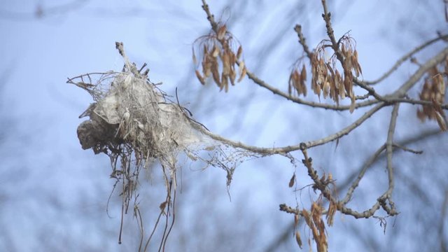Closeup Of A Tent Caterpillar Silk Nest in Tree - Close Up Shot