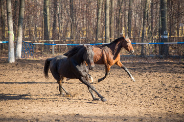 horses in motion