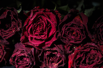 Dried red and pink rose buds on a dark background