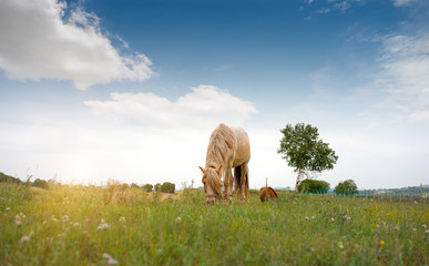 Naklejka na ściany i meble Horses grazing on grassland under blue sky and white clouds