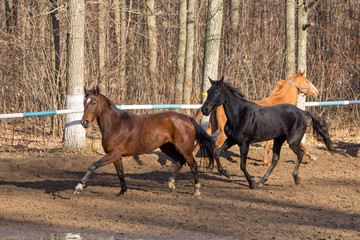 horses in motion