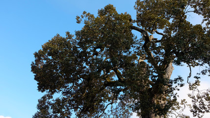 Top part of a large tree with thick leaves and strong branches, and blue sky in the background.