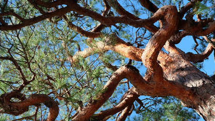 Looking up on a large pine tree with red bark and winding thick branches. Blue sky in the background.