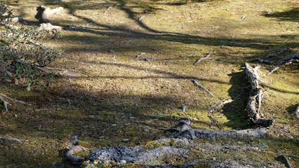 A lawn with tree roots growing near the surface, and shadow of branches forming on the ground.
