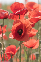 Obraz premium blühender roter Mohn