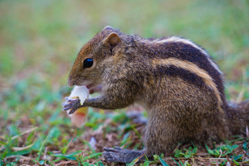 palm squirrel - chipmunk living in Sri Lanka