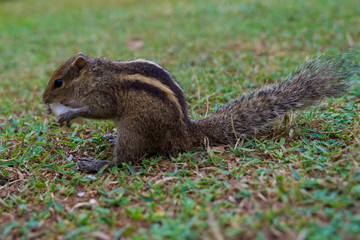 palm squirrel - chipmunk living in Sri Lanka