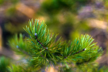 Very beautiful sunlit spring pine branch with blur background.  The branch may not be in focus.  Blurred pine branch. Nature concept