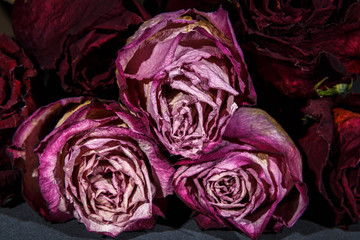 Dried pink roses on a dark background