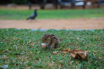 palm squirrel - chipmunk living in Sri Lanka