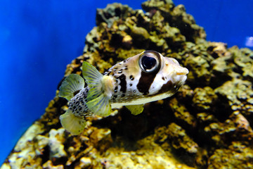 ひょうきんな顔で元気に泳ぐヒトヅラハリセンボン（日本の葛西臨海水族園）