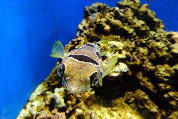 ひょうきんな顔で元気に泳ぐヒトヅラハリセンボン（日本の葛西臨海水族園）