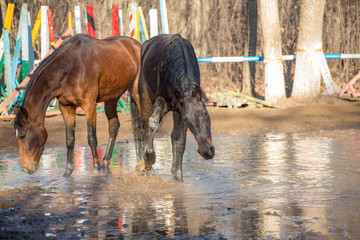 red and black horse at the watering hole