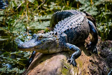 Foto op Plexiglas Alligator on log © Barry