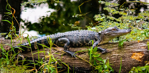 Alligator on log
