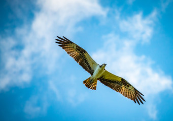 Osprey in flight