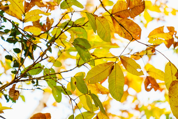 Fototapeta premium Leaves orange color in nature