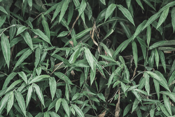 Fototapeta premium tropical leaves in nature green leaf,foliage natural background