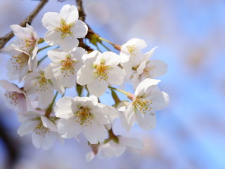 Obraz premium 青空を背景に淡く白い桜の花