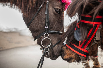 Two horses are kissing.