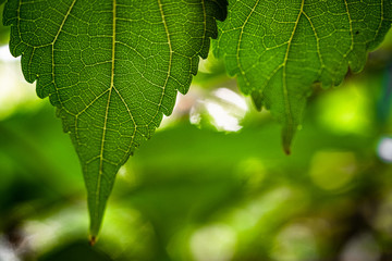 green leaf of Mulberry