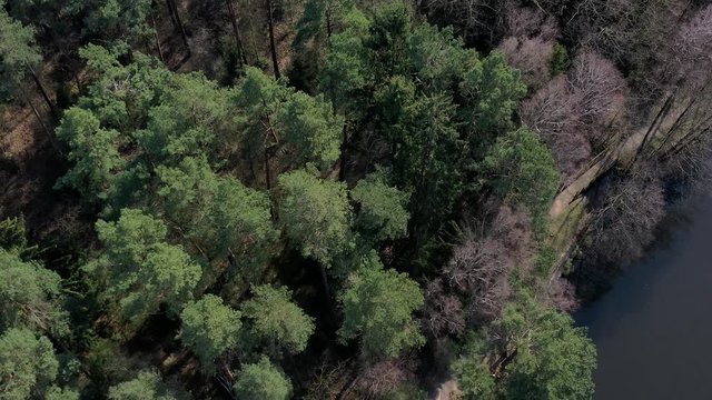 Aerial view of the mixed forest of firs, spruces, beeches and birches at the end of winter on the shore of a lake in the heath