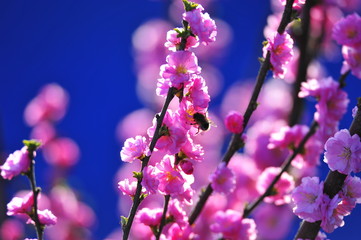 Blooming cherry blossom