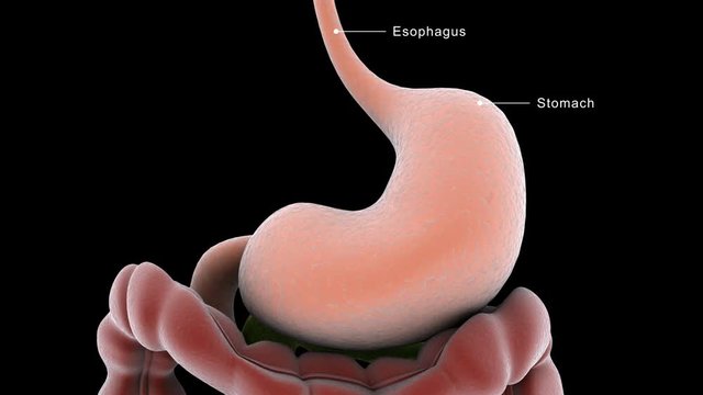 Biomedical animation showing acid reflux.