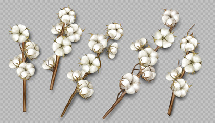 Realistic cotton branches with flowers, beautiful stems with white blossoms isolated transparent background, natural fluffy fiber ripe bolls with soft texturedesign element 3d vector illustration - obrazy, fototapety, plakaty