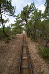 Obraz premium Railway in forest