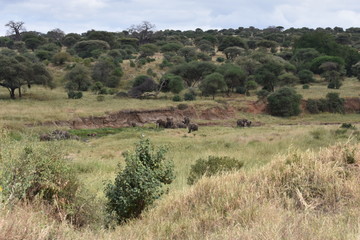 Fototapeta na wymiar View of Tarangire National Park, Tanzania