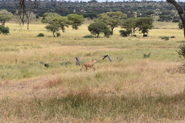 Naklejka na ściany i meble View of Tarangire National Park, Tanzania