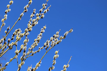 Pussy willow flowers on the branch, blooming verba in spring forest on blue sky background. Palm Sunday symbol, catkins in sunny day